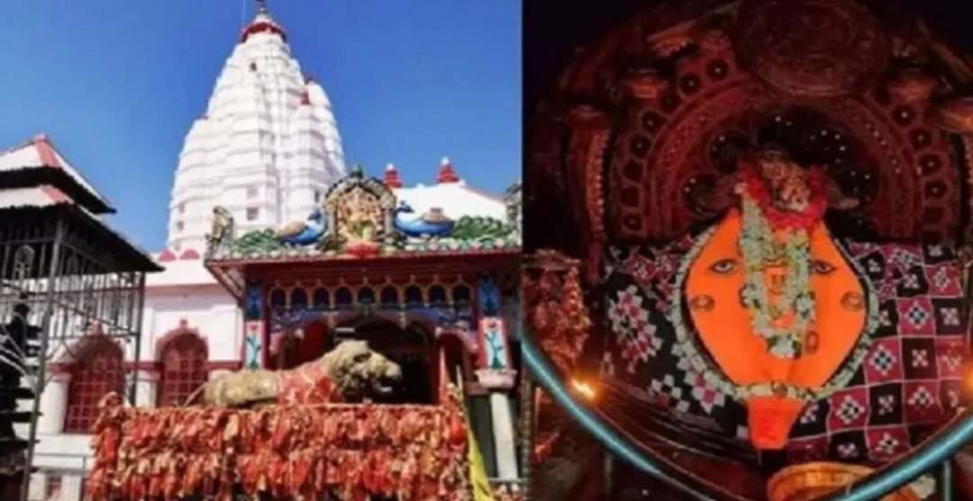 ନୂଆଁଖାଇ ପାଇଁ ପହଞ୍ଚିଲା  ନୂଆ ସରିଆ ଧାନ