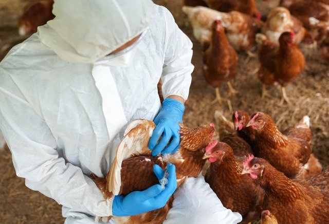 ବାର୍ଡ ଫ୍ଲୁ ତଦନ୍ତ : ଓଡ଼ିଶା ଆସୁଛନ୍ତି କେନ୍ଦ୍ରୀୟ ଟିମ୍