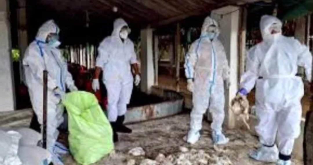 ଚିନ୍ତା ବଢାଇଛି ବାର୍ଡ ଫ୍ଲୁ, ଆଜି ସମୀକ୍ଷା କରିବେ କେନ୍ଦ୍ରୀୟ ଟିମ୍‌