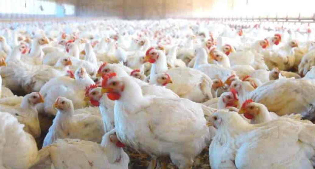 ଚିକେନ ନଖାଇବାକୁ ପରାମର୍ଶ ଦେଲା କେନ୍ଦ୍ରୀୟ ଟିମ୍