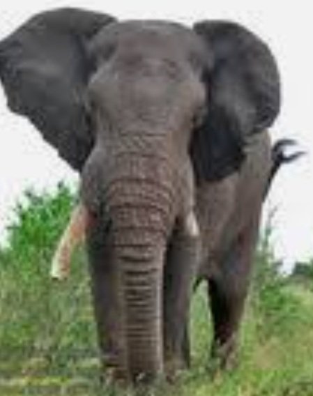 ଶୁଣ୍ଢରେ ଟେକି କଚାଡ଼ି ଦେଲା ହାତୀ, ଚାଲିଗଲା ଜୀବନ