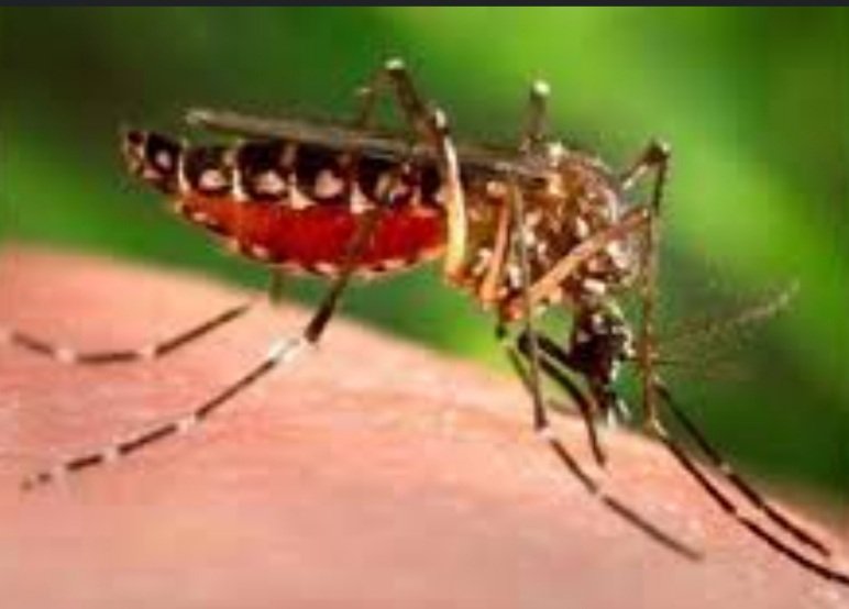 ରାଜ୍ୟରେ ୫୧୩୦ ଜଣ ଡେଙ୍ଗୁ ରୋଗୀ ଚିହ୍ନଟ 