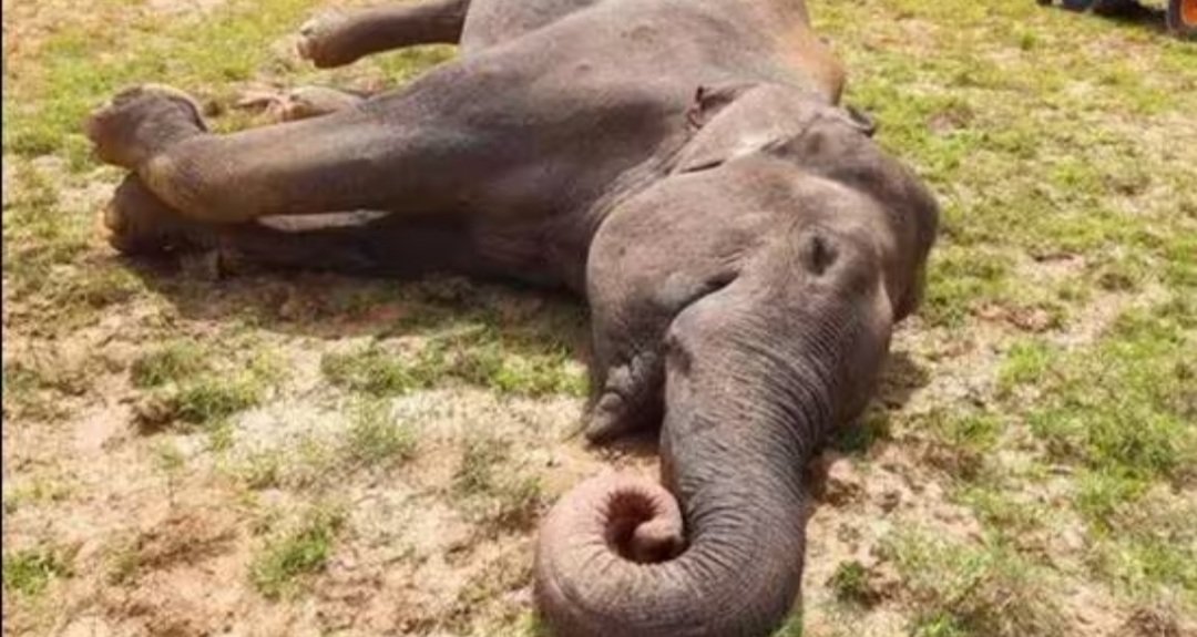 ବିଲରେ ମାଈ ହାତୀର ମୃତଦେହ ଠାବ