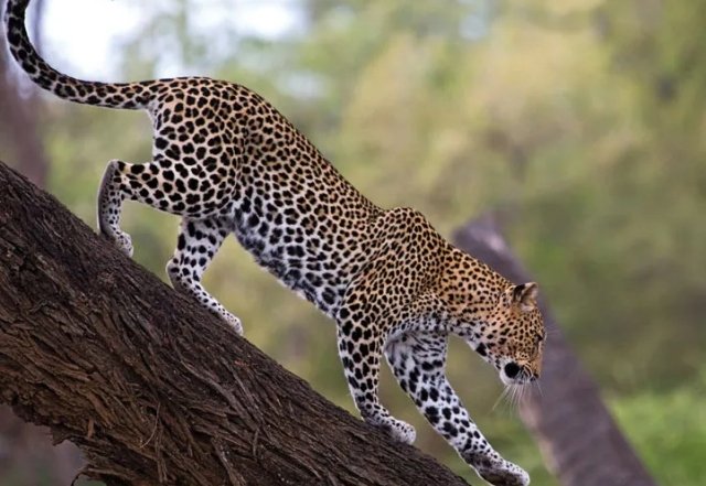 ବାଛୁରୀ ମାରି ଖାଇଲା କଲରାପତରିଆ, ଭୟରେ ଲୋକେ ଥରହର