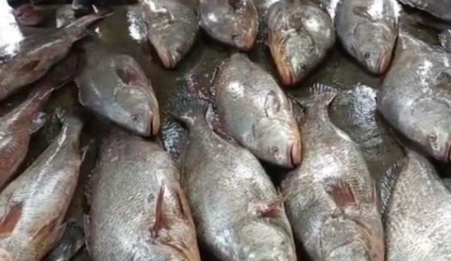 ତେଲିଆ ଶିଳା ମାଛ ରେହମାନଙ୍କୁ କରିଦେଲା ଲକ୍ଷପତି