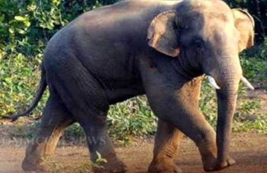 ହାତୀ ଆକ୍ରମଣରେ ଦୁଇ ମୃତ