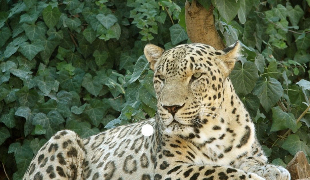 ଓଡ଼ିଶାରେ ମୋଟ ୬୯୬ଟି କଲରାପତରିଆ ବାଘ 