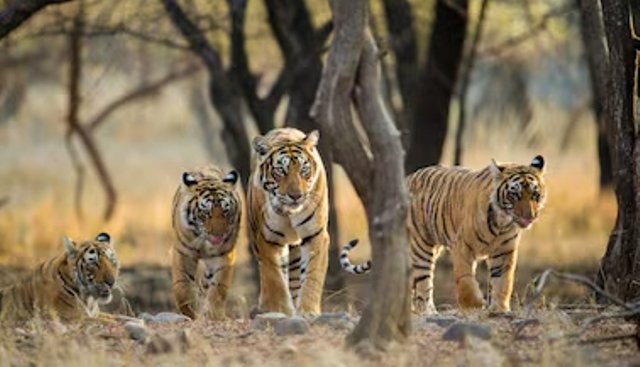 ଖୋଲିଲା ଶିମିଳିପାଳ ଅଭୟାରଣ୍ୟ