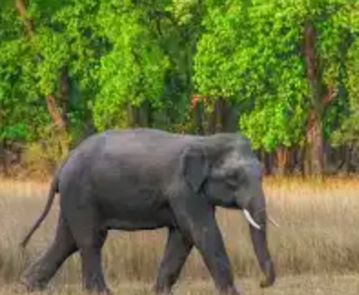 ହାତୀ ଆକ୍ରମଣରେ ଏଲିଫ୍ୟାଣ୍ଟ ସ୍କ୍ଵାଡ୍‌ ସଦସ୍ୟ ମୃତ