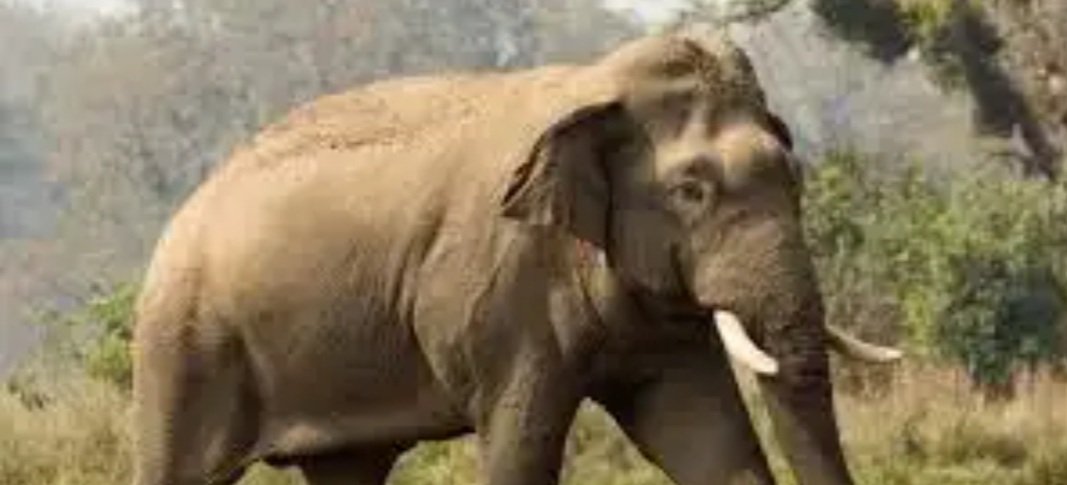 ତୀର ମାଡରେ ହାତୀ ଆହତ 