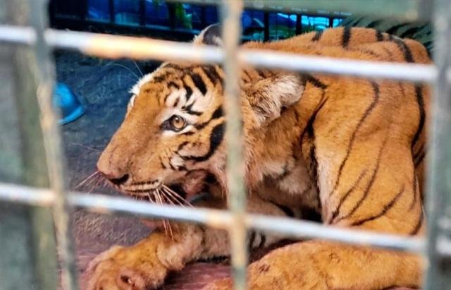 ଘୁଷୁରି ଶିକାର କଲା ବାଘୁଣୀ ଜୀନତ୍‌