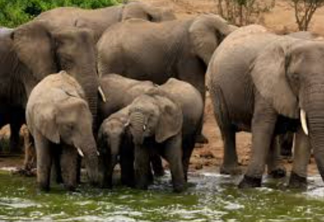 ଆସିଲା ହାତୀ ଗଣନା ରିପୋର୍ଟ, ୬ ମାସରେ ହାତୀ ସଂଖ୍ୟା ବଢ଼ିଛି ୫