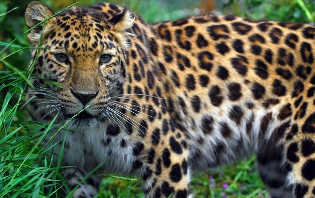 ଗର୍ଭାଶୟ ସଂକ୍ରମଣରେ ବାଘୁଣୀ ’ରାଣୀ’ର ମୃତ୍ୟୁ