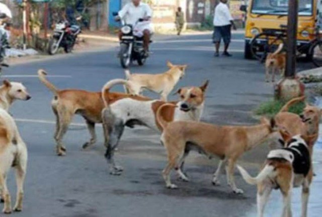 କୁନି ଝିଅକୁ ଝୁଣି ମାରିଦେଲେ କୁକୁର