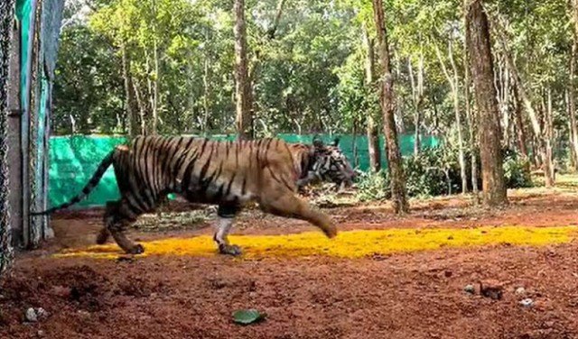 ଟ୍ରାଙ୍କୁଲାଇଜ୍ ସଫଳ : ଯନ୍ତାରେ ପଡ଼ିଲା ଜିନ୍ନତ