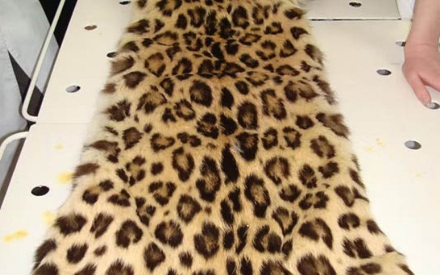 ବାଘ ଛାଲ ଡିଲ୍ କରିବାକୁ ଆସୁଥିଲେ, ୨ ଜଣଙ୍କୁ ମାଡ଼ିବସିଲା ପୁଲିସ