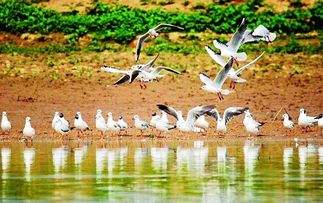 ୧୮ରେ କେନ୍ଦୁଝର ବନଖଣ୍ଡରେ ହେବ ପକ୍ଷୀ ଗଣନା