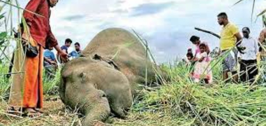 ୬୬ ବର୍ଷରେ ଆଖି ବୁଜିଲା ପୋଷା ଦନ୍ତା ହାତୀ ‘ମହେନ୍ଦ୍ର’