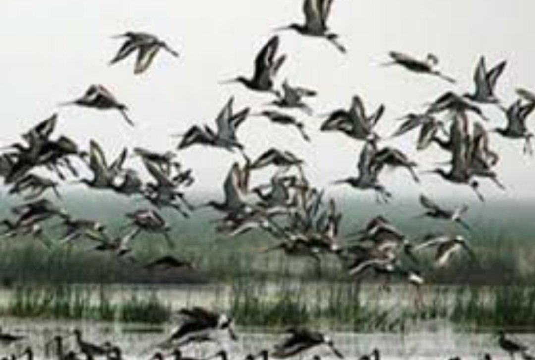 ଭିତରକନିକାକୁ ଆସିଛନ୍ତି ୧ ଲକ୍ଷ ୫୧ ହଜାର ୬୧୪ଟି ବିଦେଶୀ ପକ୍ଷୀ