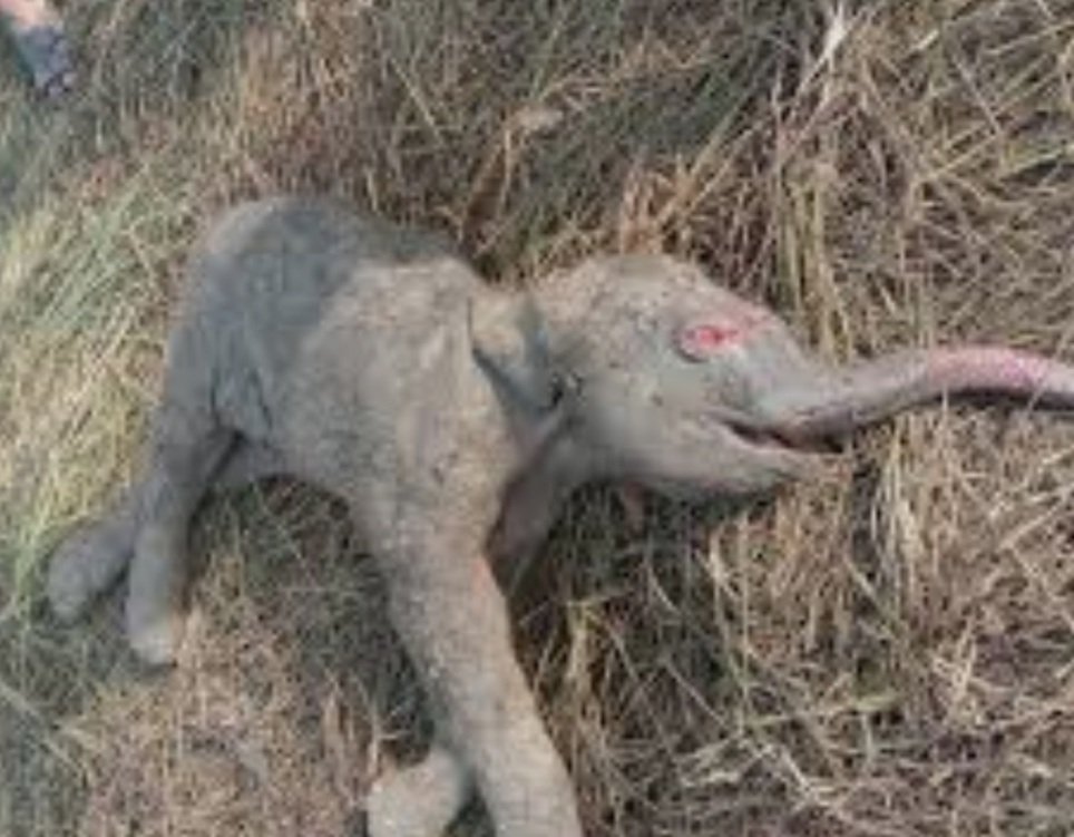 କରଞ୍ଜିଆରୁ ଉଦ୍ଧାର ହାତୀ ଛୁଆ ନନ୍ଦନକାନନରେ ମୃତ 