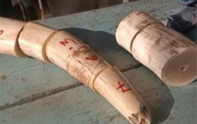 ହାତୀ ଦାନ୍ତ ସହ ୪ ଗିରଫ