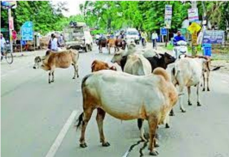 ବାହାରକୁ ଛାଡନ୍ତୁ ନାହିଁ ଗାଈ, ବିଏମସି ଦେଲା ଏଭଳି ଚେତାବନୀ