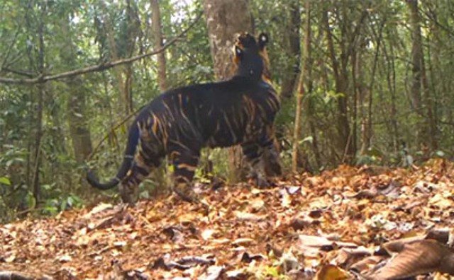 ଶିକାର ପାଇଁ ଜନବସତି ମୁହାଁ କଳାବାଘ, ଲୋକେ ଆତଙ୍କିତ