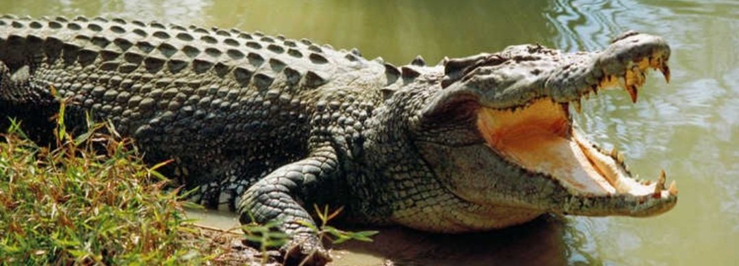 ସାତକୋଶିଆରେ ଛଡାଗଲା ୭ ଗୋଟି ଘଡିଆଳ କୁମ୍ଭୀର