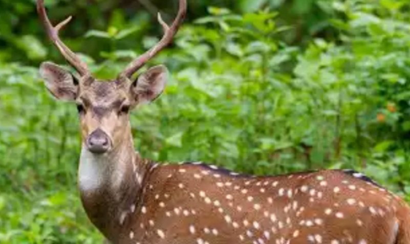 ଆହତ ହରିଣ ଉଦ୍ଧାର 