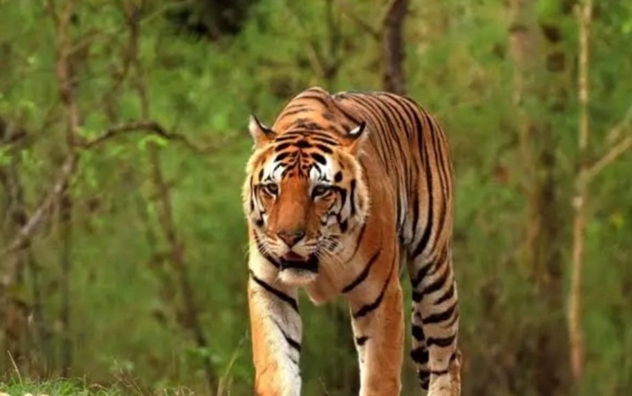 ଶିମିଳିପାଳ ଜାତୀୟ ଉଦ୍ୟାନରେ ଅଛନ୍ତି ୪୦ ମହାବଳ