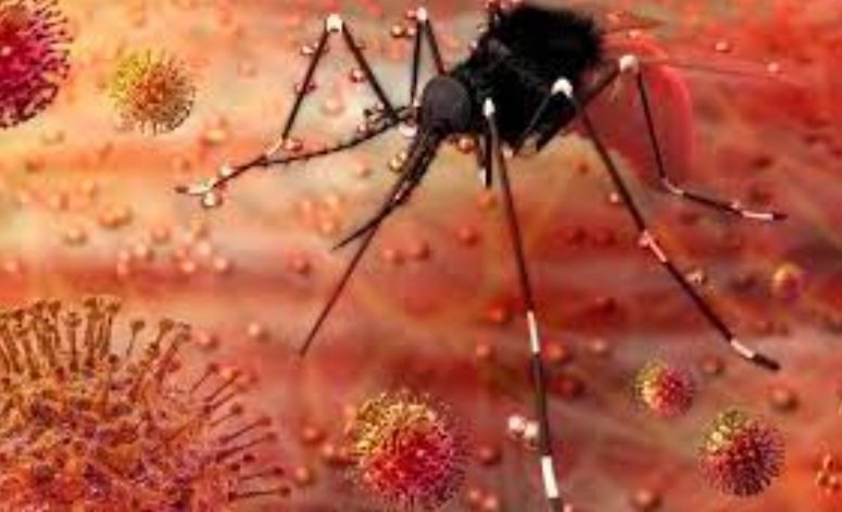 କେରଳରେ ଜିକା ଭାଇରାସ ଚିହ୍ନଟ