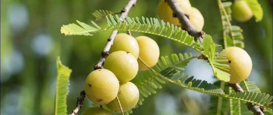 କୋଲେଷ୍ଟରଲ କମାଏ ଅଁଳାରସ