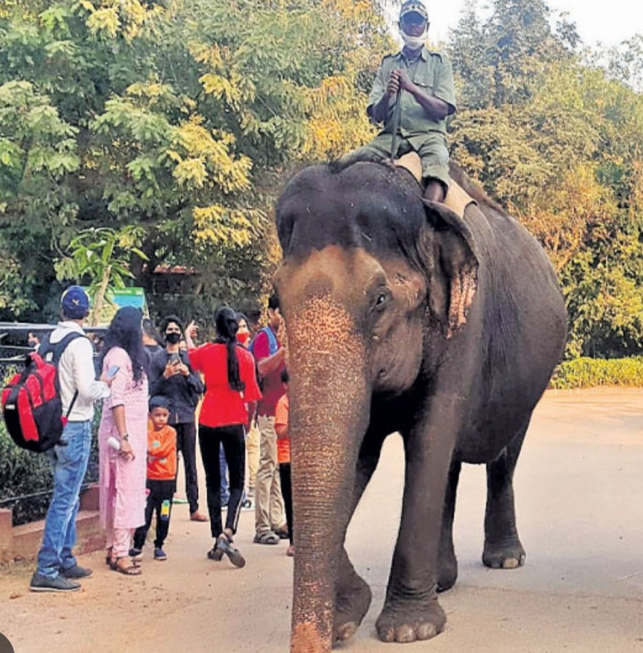 ନନ୍ଦନକାନନରେ ମାଈ ହାତୀ ବାସନ୍ତୀ ପୁଣି ଅସୁସ୍ଥ