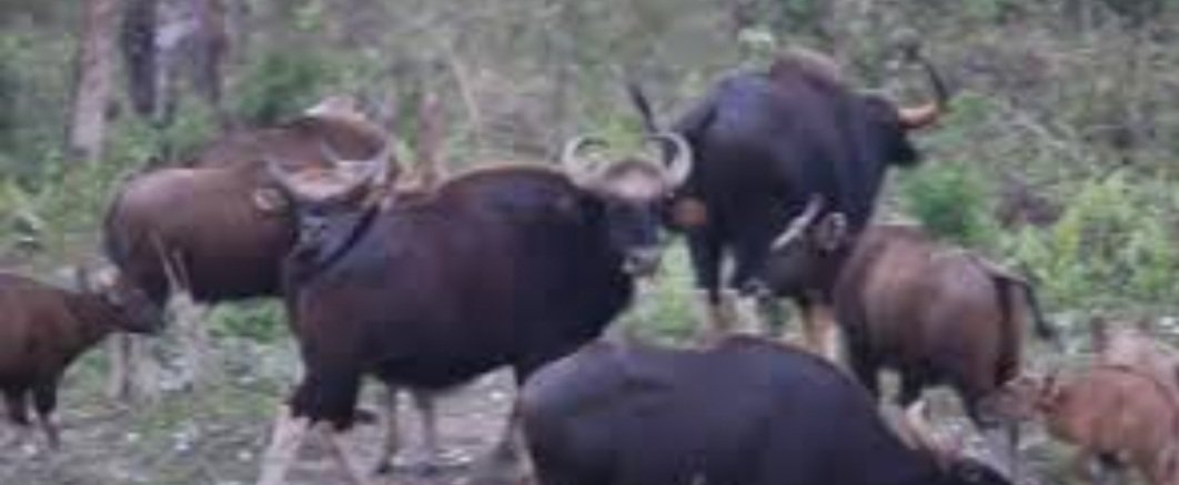 ଡେବ୍ରିଗଡ଼ ଅଭୟାରଣ୍ୟରେ ଅଛନ୍ତି ୭୮୮ ଗୟଳ 