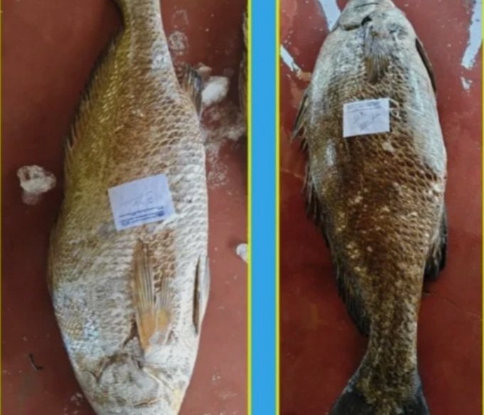 ଗୋଟିଏ ମାଛର ଦାମ୍ ୧ ଲକ୍ଷ ୫୭୫୦୦ ଟଙ୍କା
