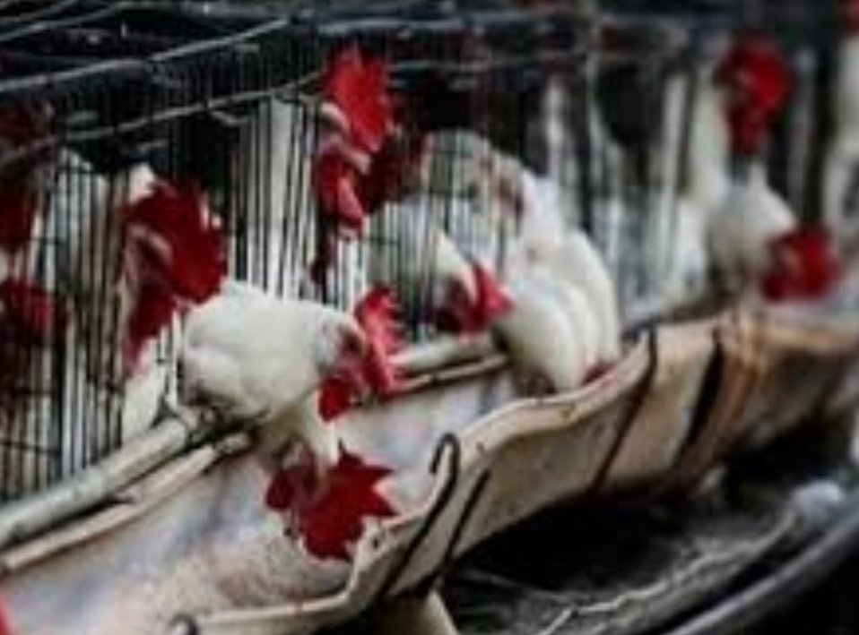 ଡେଲାଙ୍ଗରେ ବାର୍ଡ ଫ୍ଲୁ ସ୍ପଷ୍ଟ: ୮ ହଜାର କୁକୁଡ଼ା ମାରି ପୋତାଯିବା ପ୍ରସ୍ତାବ