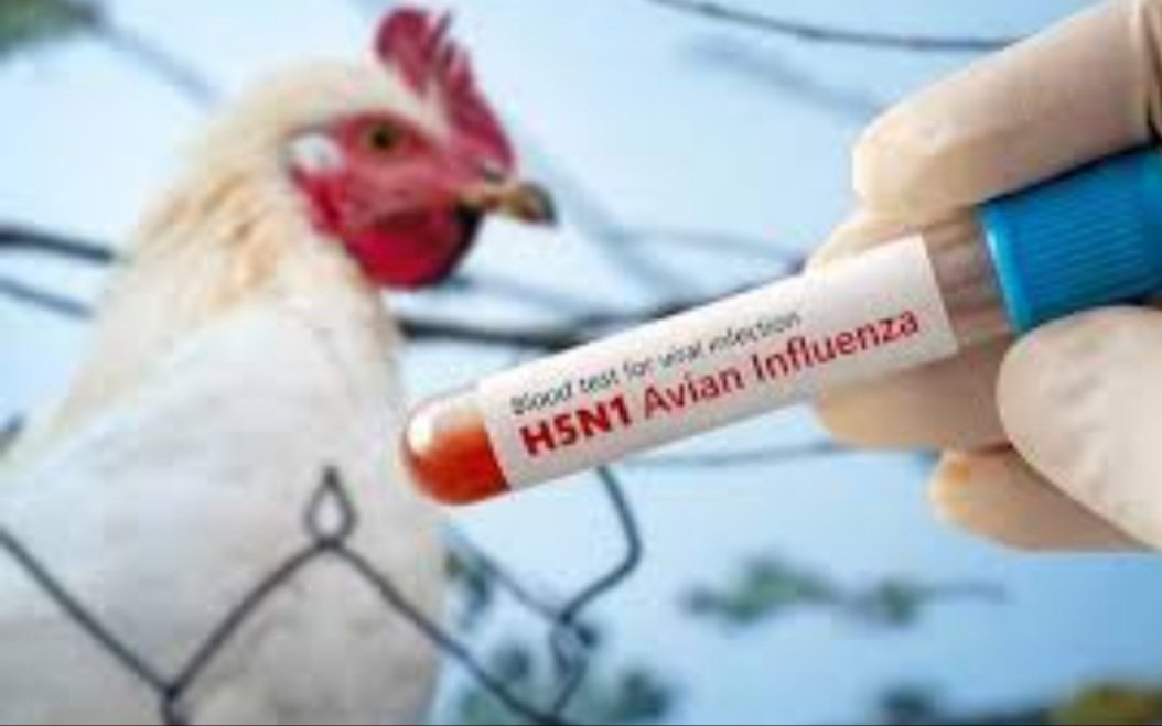 ଖୋର୍ଦ୍ଧା ଜିଲ୍ଲାରେ କୁକୁଡ଼ା ମଡ଼କ 