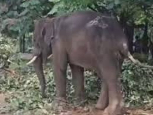 ଦନ୍ତା ହାତୀ ଆକ୍ରମଣରେ ଚାଲିଗଲା ୩ ଜୀବନ