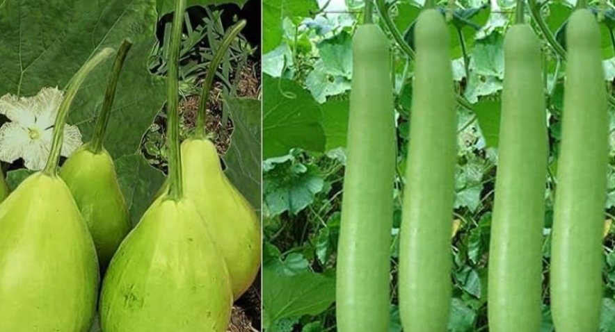  କେଉଁ  ଲାଉ ଖାଇଲେ ଲାଭଦାୟକ ଜାଣନ୍ତୁ.....