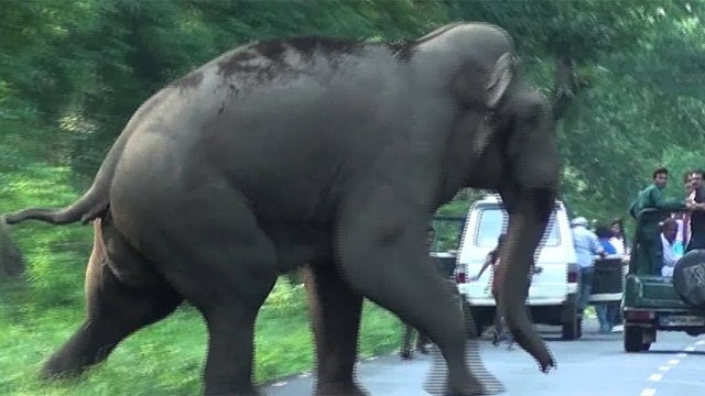 ହାତୀ ଆକ୍ରମଣରେ ମହିଳା ମୃତ