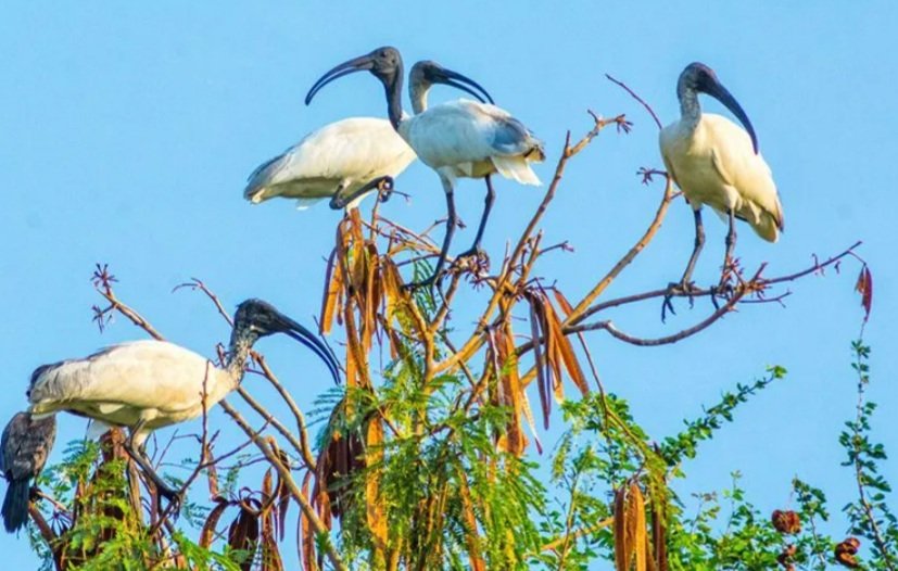 ଭିତରକନିକା ଜାତୀୟ ଉଦ୍ୟାନରେ ଦେଶୀୟ ପକ୍ଷୀ ଗଣନା ଶେଷ 