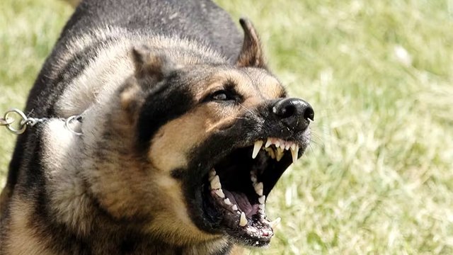 ଦୁଇ ଥର କାମୁଡ଼ିଲେ କୁକୁରକୁ ମିଳିବ ଆଜୀବନ ଦଣ୍ଡ