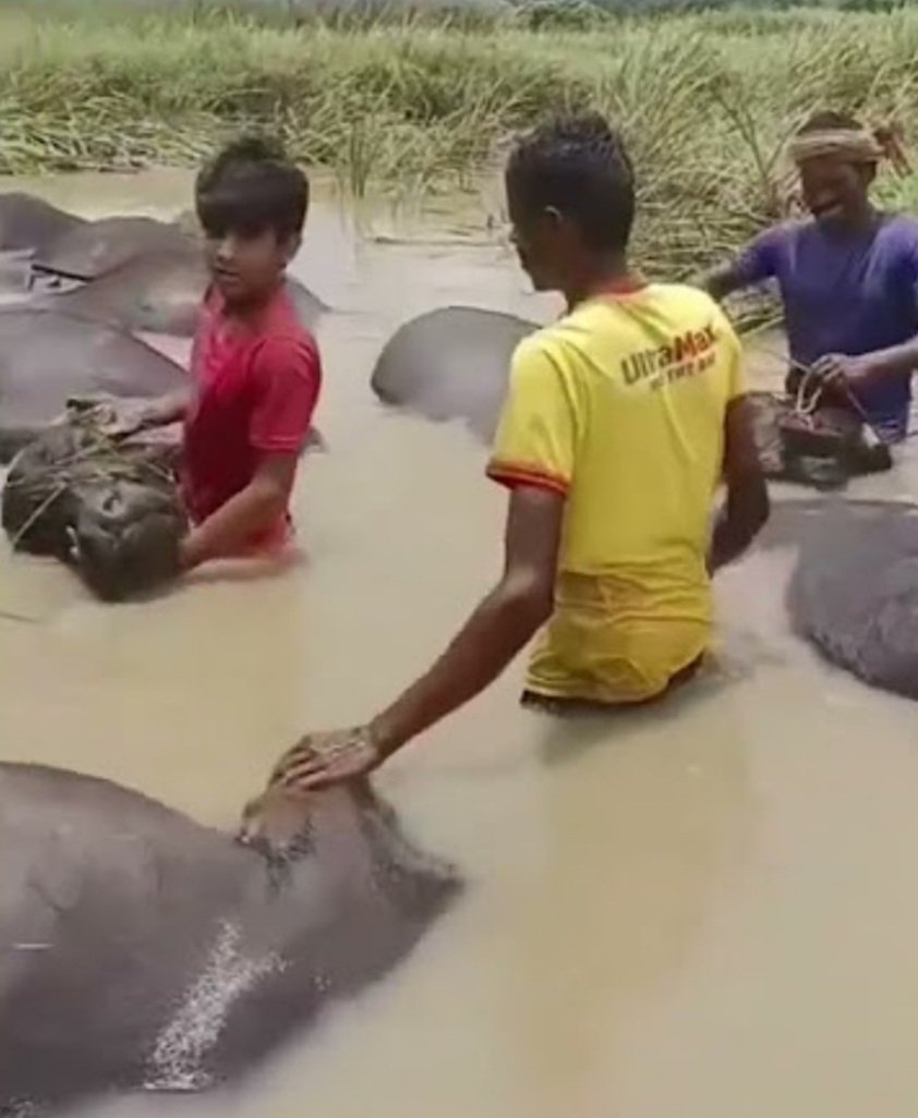  ଜୋରରେ ୪୪ ମଇଁଷିଙ୍କ ମୃତ୍ୟୁ ଘଟଣା:  ଶ୍ୱାସରୁଦ୍ଧ ହୋଇ ମୃତ୍ୟୁ ହୋଇଥିବା ସ୍ପଷ୍ଟ କଲେ ଜିଲା ମୁଖ୍ୟ ପ୍ରାଣୀ ଚିକିତ୍ସା ଅଧିକାରୀ