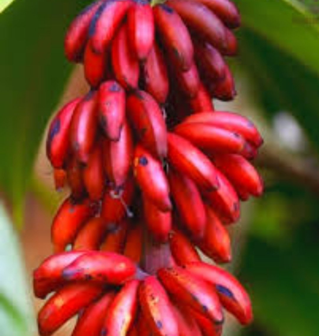 ଲାଲ କଦଳୀ ଖାଇବା ଦ୍ୱାରା ମିଳିଥାଏ ଅଗଣିତ ସ୍ବାସ୍ଥ୍ୟ ଲାଭ