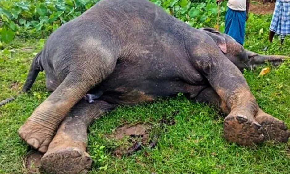 ହାତୀକୁ ଗୁଳି କରି ହତ୍ୟା