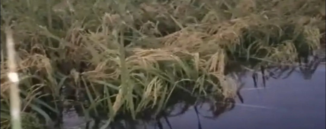 ମନ୍ଥା ପ୍ରଭାବ: ବିଲରେ ଶୋଇ ରହିଛି ପାକଳ ଧାନ 