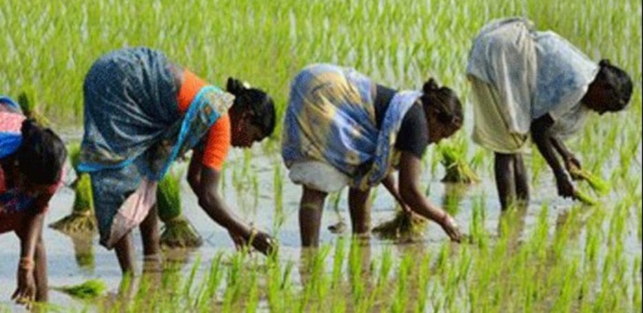 ଧାନ କ୍ଵିଣ୍ଟାଲ ପିଛା ୬୯ ଟଙ୍କା ଅଧିକ ଦେବେ ସରକାର