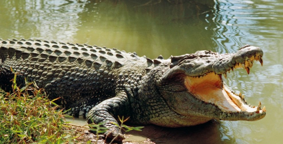 ପଥର ଖଣିରୁ ଉଦ୍ଧାର ହେଲା କୁମ୍ଭୀର