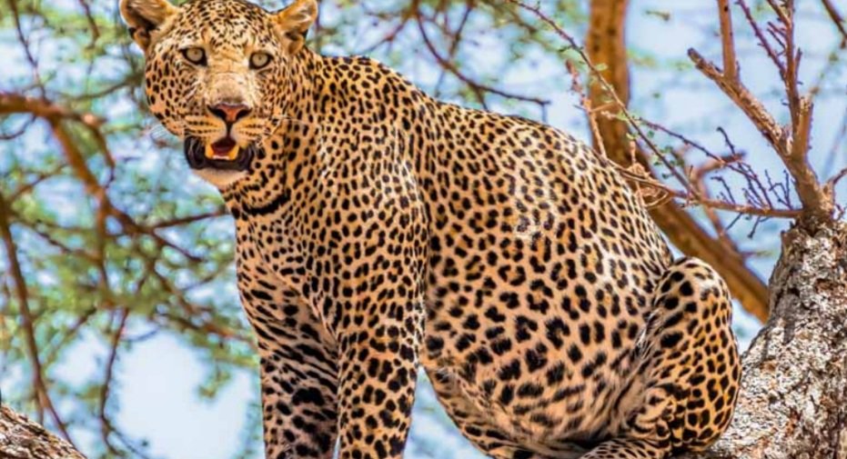  ଭାରତ ଅଣାଯିବ ଆଉ ୮ଟି ଚିତା