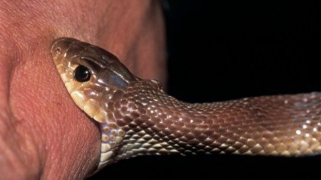 ସାପ କାମୁଡା ମୃତ୍ୟୁ କ୍ଷତିପୂରଣ ରାଶି ବଢାଇବେ ରାଜ୍ୟ ସରକାର